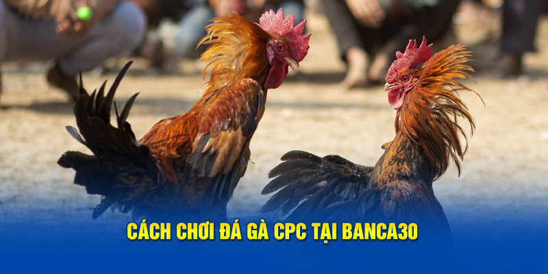 Cách chơi đá gà cpc tại Banca30