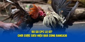 Đá gà CPC