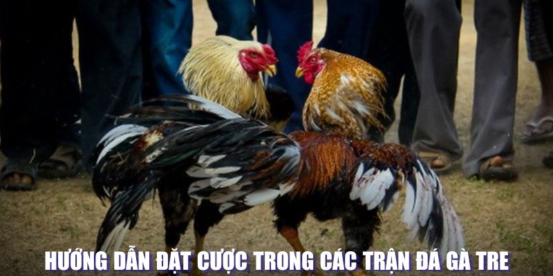 Hướng dẫn đặt cược trong các trận đá gà tre