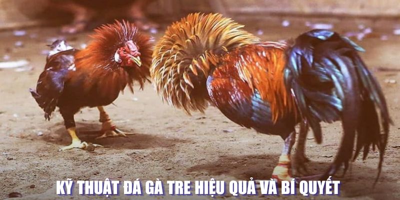 Kỹ thuật đá gà hiệu quả và bí quyết