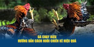 gà chạy kiệu