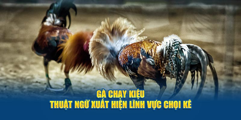 Gà Chạy Kiệu - Thuật ngữ xuất hiện lĩnh vực chọi kê 