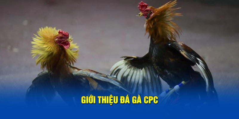 Giới thiệu Đá gà cpc