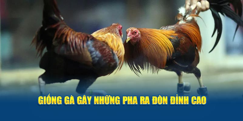 Giống gà gây những pha ra đòn đỉnh cao 