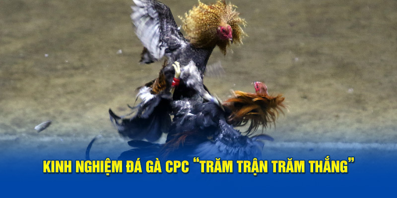 Kinh nghiệm đá gà Cpc “trăm trận trăm thắng”